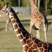 A giraffe licks his lips while in an enclosure at Busch Gardens in Tampa, Fla. on Saturday, Dec. 29. Melanie Maxwell I AnnArbor.com